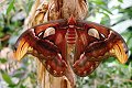 Attacus atlas Atlasvlinder vlinder vlinders butterfly butterflies papillon papillons